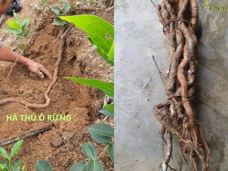 Rể cây hà thủ ô đỏ là một loại dược liệu quý hiểm